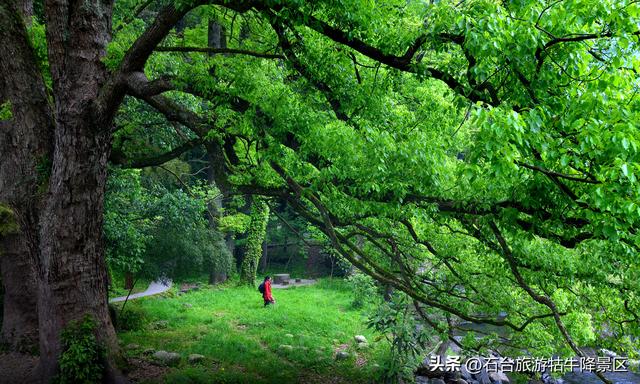 深呼吸的学问：在牯牛降，每一口空气都是“洗肺”