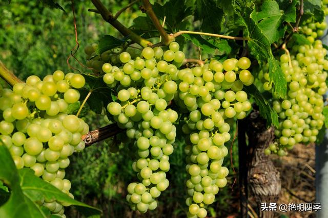 欧游杂记（2）‖ 日内瓦湖畔的美丽：从日内瓦到蒙特勒