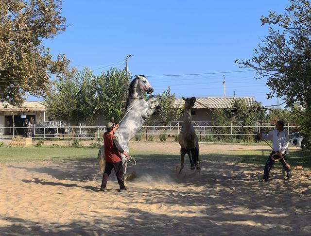 中亚五国行（18）——圆梦汗血宝马【土库曼】