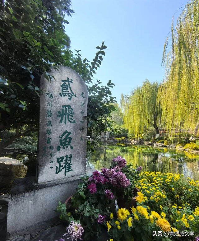 趵突菊韵 锦绣泉城