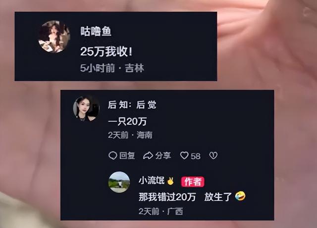 价值20万的黄金龟甲虫？女子野外碰见又将其放生