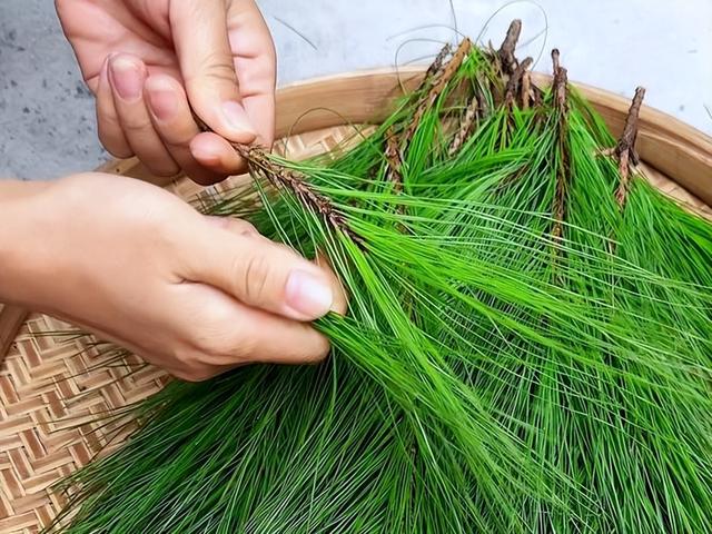 马尾松叶子叫松针，农村随处可见没人要，没想到有6大厉害妙用