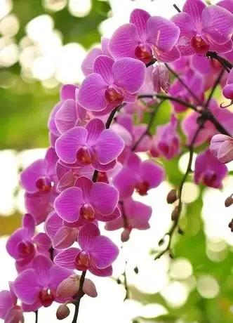 养花二十多年，吐槽好看难养、新手慎入的6大＂颜值杀手＂