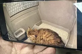 上车！成都东站迎首只高铁“宠物旅客”，来看托运全流程→图片