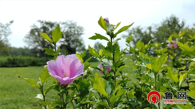 德州长河公园：木槿花绚烂绽放，绘就夏日绮丽画卷
