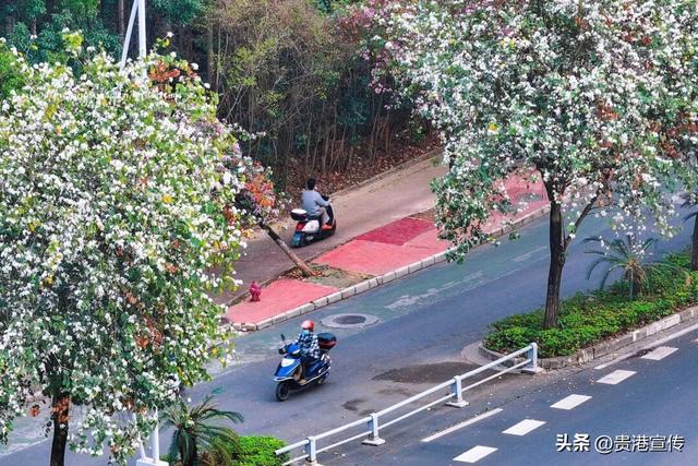 被美到了！贵港紫荆花开，春日限定浪漫已上线