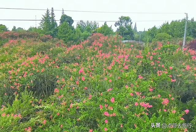 成都冷门紫薇花公园，满园紫粉超美，不要门票，公交车直达！