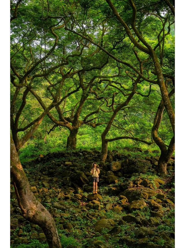 广州藏了片“塞尔达魔幻森林”千年古榄树+青苔秘境，市区1h直达