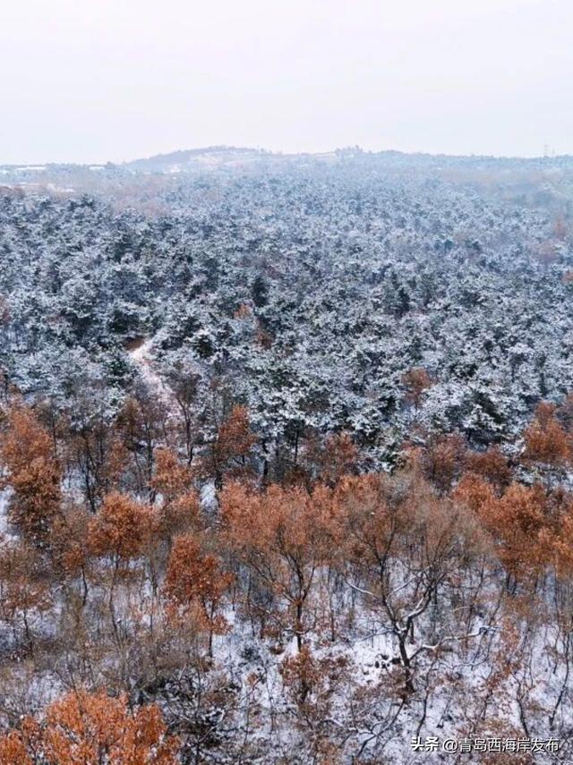 雪后西海岸，美成童话！