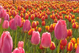 100万株！花期持续至3月份，郁金香花海来了图片