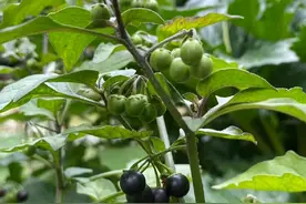 被人俗称“止痒草”，“野辣椒”，的龙葵，在农村广泛存在。图片