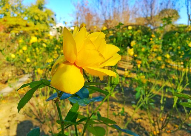 狂风散尽现碧空 北京市民陶然亭公园共赴“大风蓝”之约