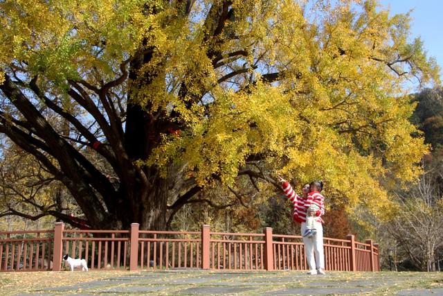 湖北小众秋色段位榜：这6条宝藏路线，让你独占整个秋天！