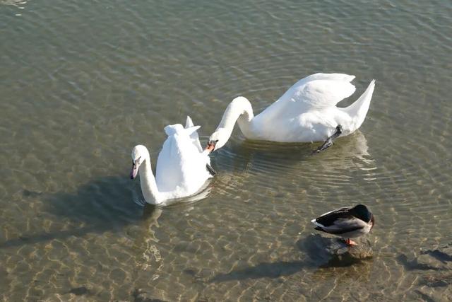 塞尔维亚，一座被轰炸过78天的城市的新生，贝尔格莱德一日游记