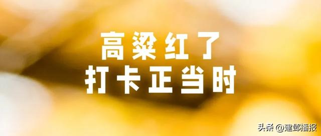 高粱地里的音乐会,可“撒野”