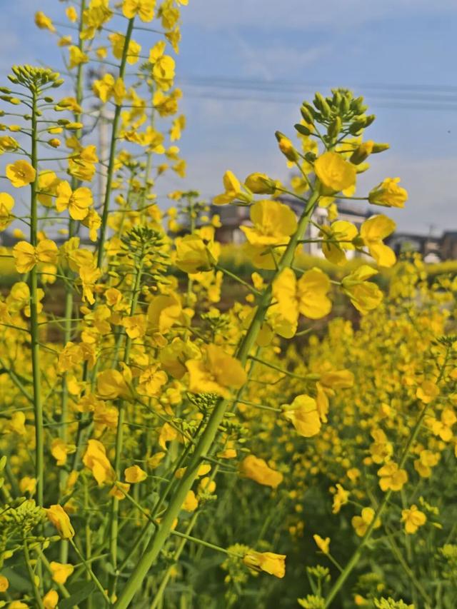 赏花 │ 花开正当时，周六“趣”汇川