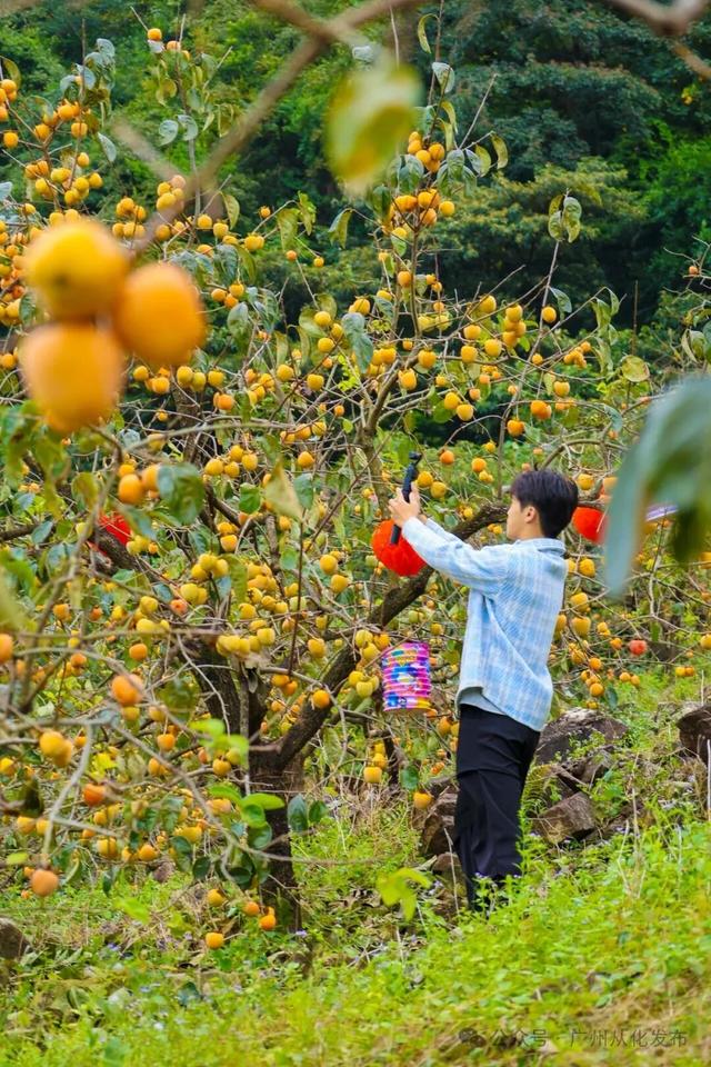 红透山野！从化密石村鸡心柿正当时，解锁“赏柿+住宿+畅行”秋日慢生活