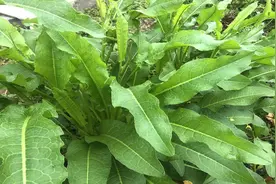 野菠菜（牛大黄）价值高！你的家乡有吗？图片