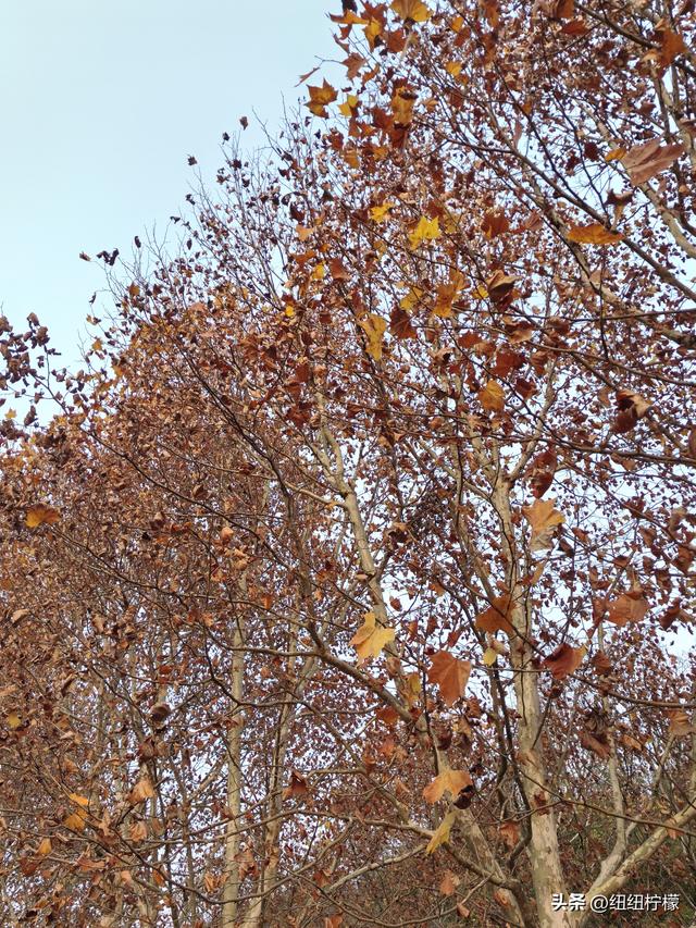 为看金黄美景和红墙，我来北碚静观走一趟，在塔坪寺和思乡台公园