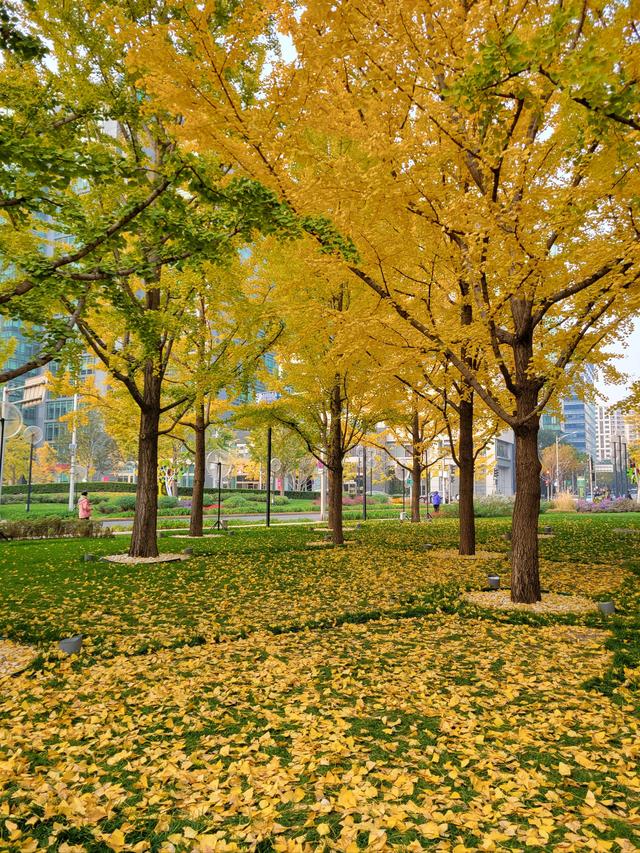 秋日邂逅，开启浪漫诗意之旅