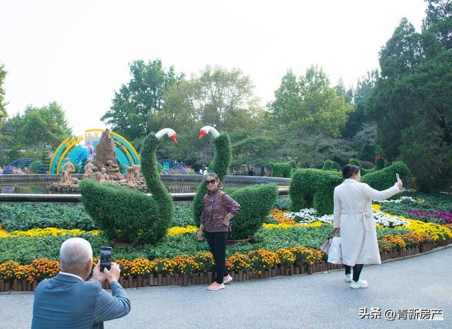 先睹为快！2025青岛中山公园第41届菊展将于本周六启幕