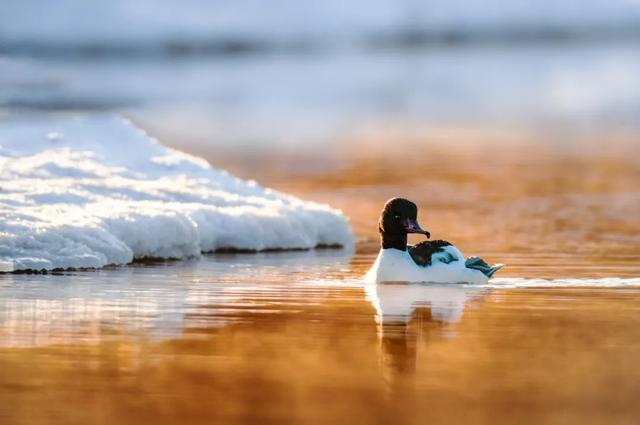 【支援合作 共谋发展】4条春季旅游线路出炉,带你玩转扎赉特旗→