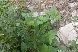 路边常见的马鞭草，咱老百姓的“万能草”，懂它的人都在挖，珍贵图片