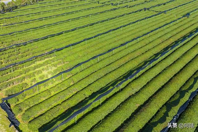 探访绍兴平阳寺，结果却被它四周的茶园给惊艳到了，貌似大有来历