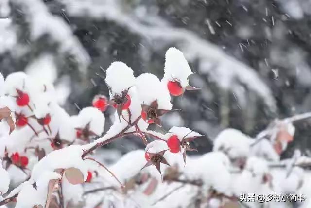 明日霜降不一般，老人说“大雪来不来，就看霜降”，今冬大雪？