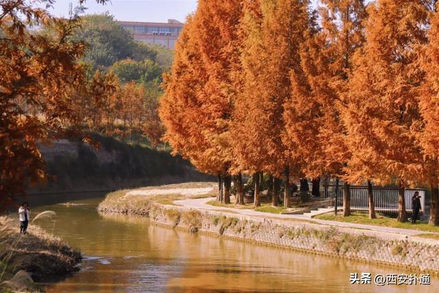 红透了！西安这片水上杉林，已进入最佳观赏期！