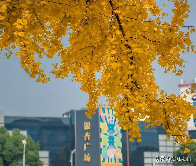 周末去打卡丨“杏”会！颜值高峰来了！