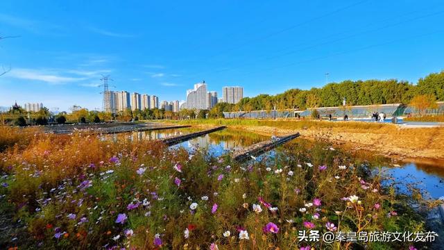 实拍!秦皇岛家门口的免费好去处,这个百亩湿地公园晚上也能逛~