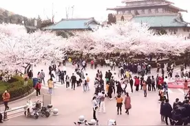 樱花24个常见品种，您能认出几个？图片