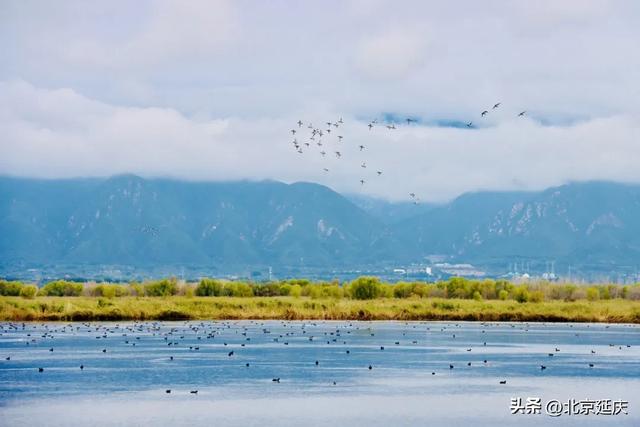 延庆的金色浪漫，就在——