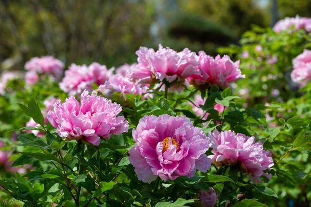 我是武汉人	，去趟洛阳后，实在忍不住想说说：洛阳市的10个印象点