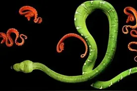 睡觉梦到蛇是何解？图片