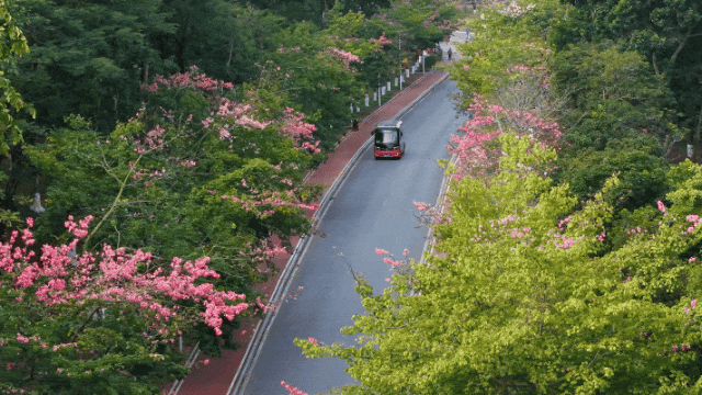 周末走起！东莞限定款“粉色花海”上线→