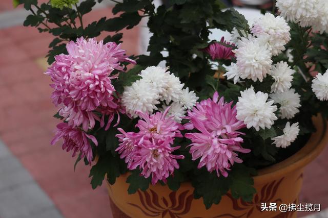 小区里的“菊展”，家门口的美景