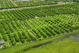 昆山张浦黄桃，甜蜜出圈 ！图片