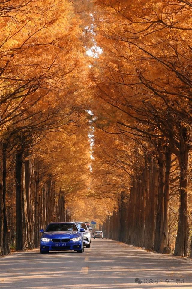 免费又出片！崇州初冬宝藏秘境，美到封神！