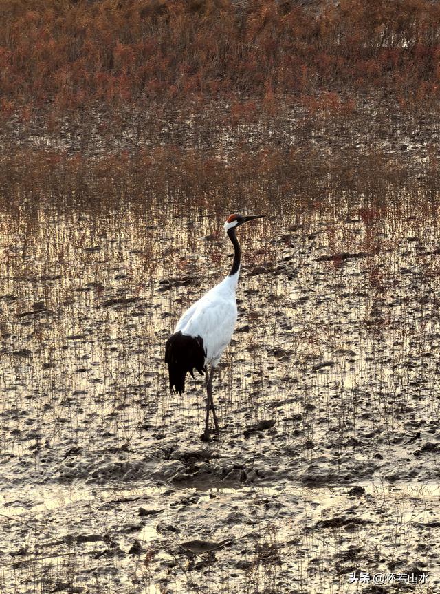 2025辽宁赏秋之旅日记(6)——到辽河口中国最北海岸线看日出 观鸟