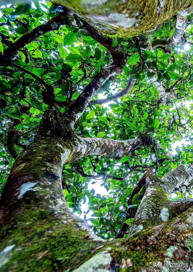 看一看，世界文化遗产委员会如何高度赞赏中国六大世界文化景观？