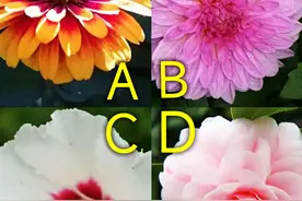 心理测试：4朵预言花，你最喜欢哪朵？测你的孩子有多大的福气？图片