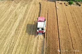 又是一年好“丰”景！广平小麦陆续开镰收割图片