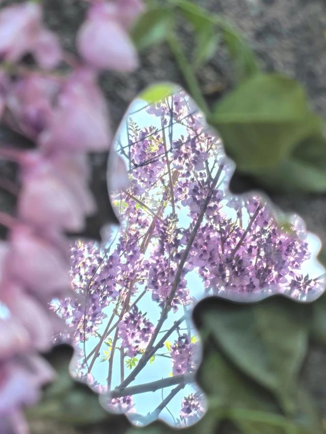 杭州春日“绝绝紫”瀑布已上线！