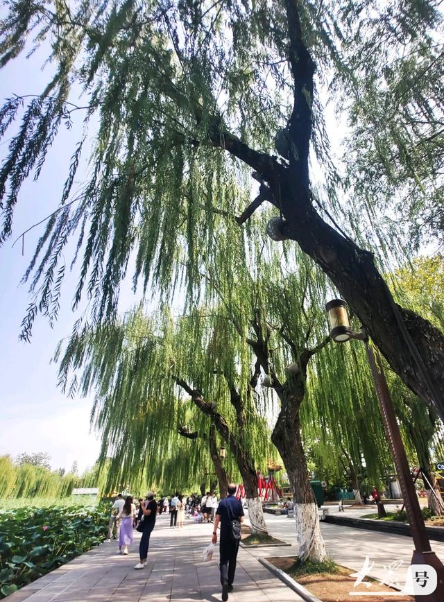 明湖垂柳曼妙多姿 游人如织景致如画