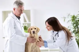 媳妇怀孕，兽医老公亲自做彩超，你们那里有这样的事吗图片