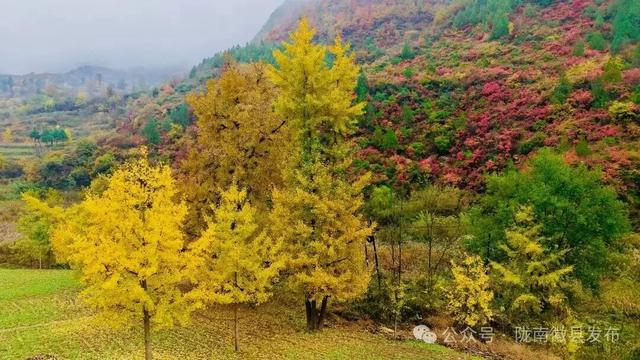 嘉陵江畔，静观一季秋色流转