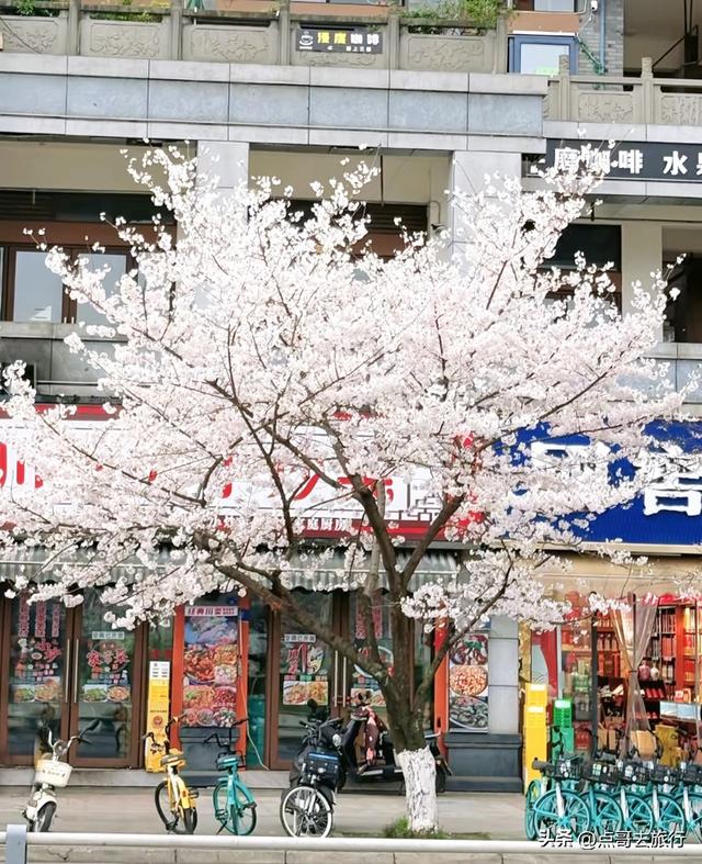 成都都江堰最美樱花开了，粉白绚烂，美得惊心动魄，不要门票！