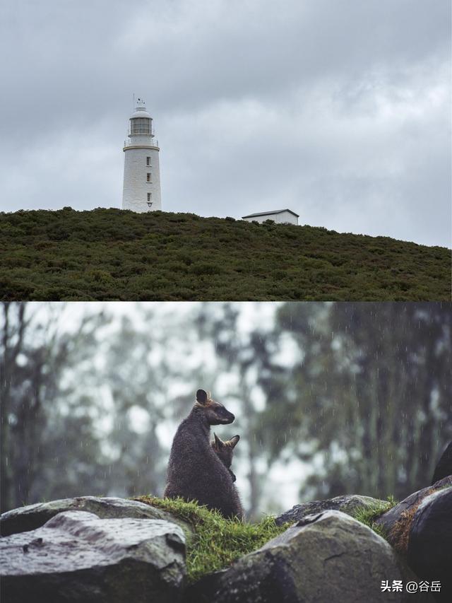 在塔斯马尼亚岛做小探险家